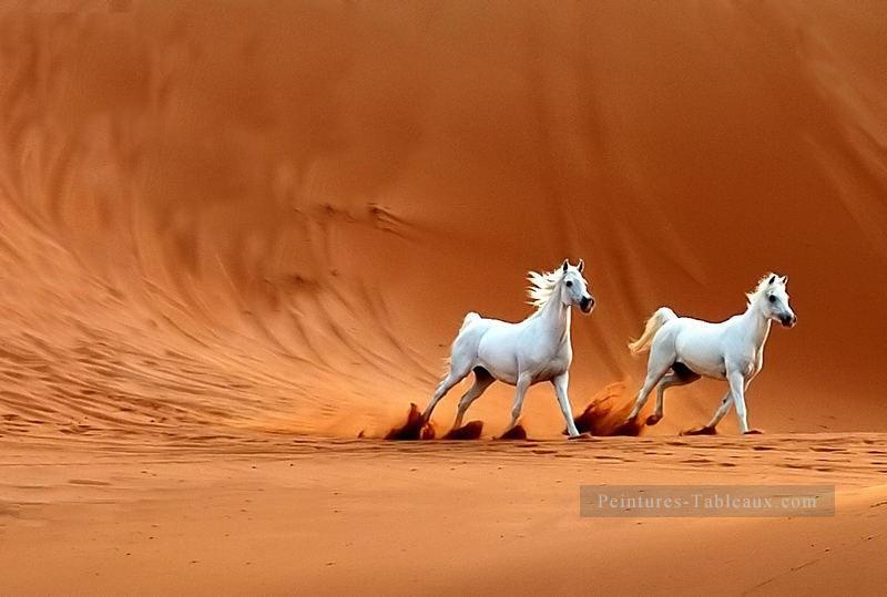 deux chevaux blancs dans le désert Peintures à l'huile